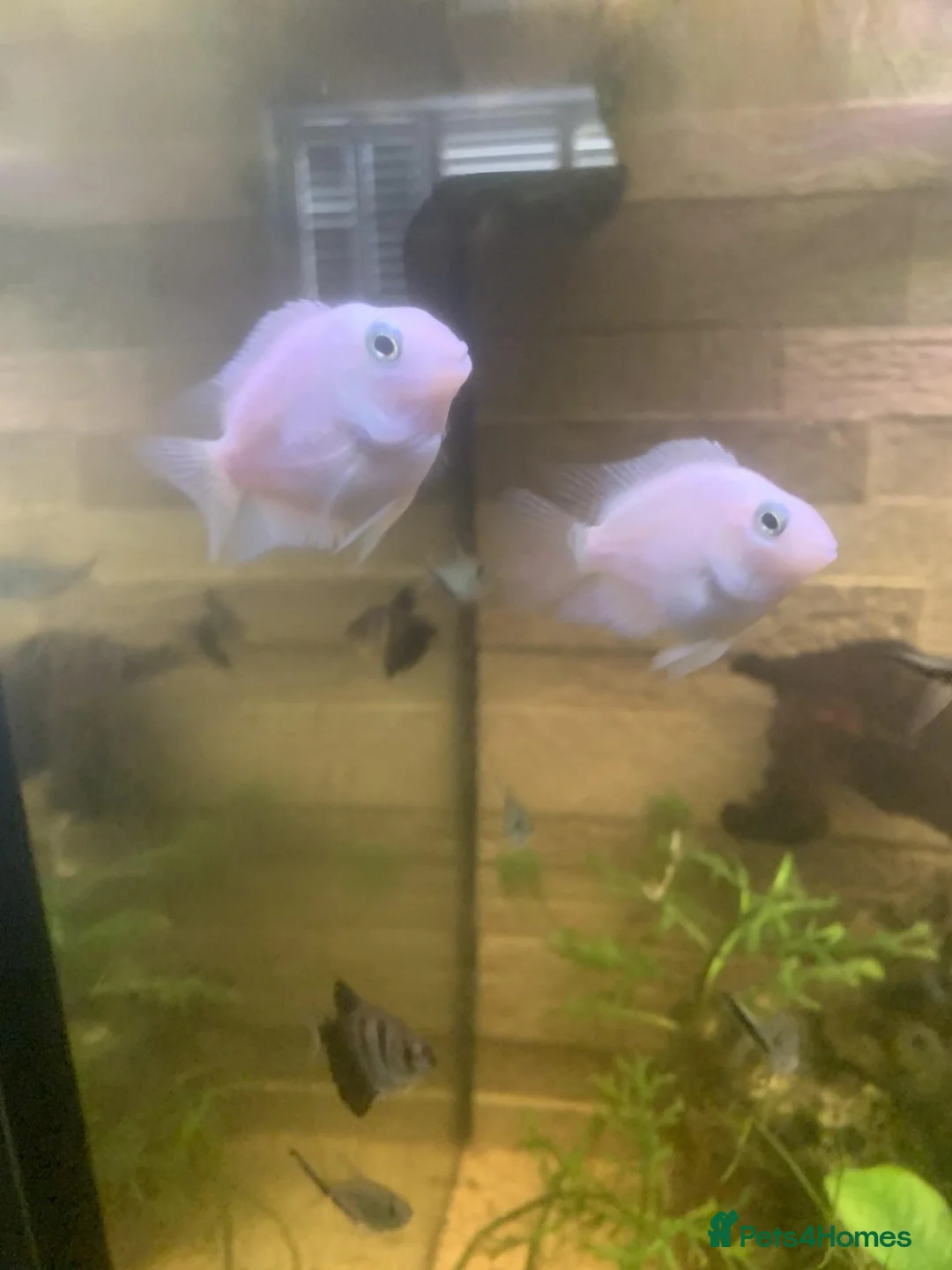 Cichlids fish for sale:  Polar Blue and Platinum white Parrot Cichlids in Portsmouth - Advert 2