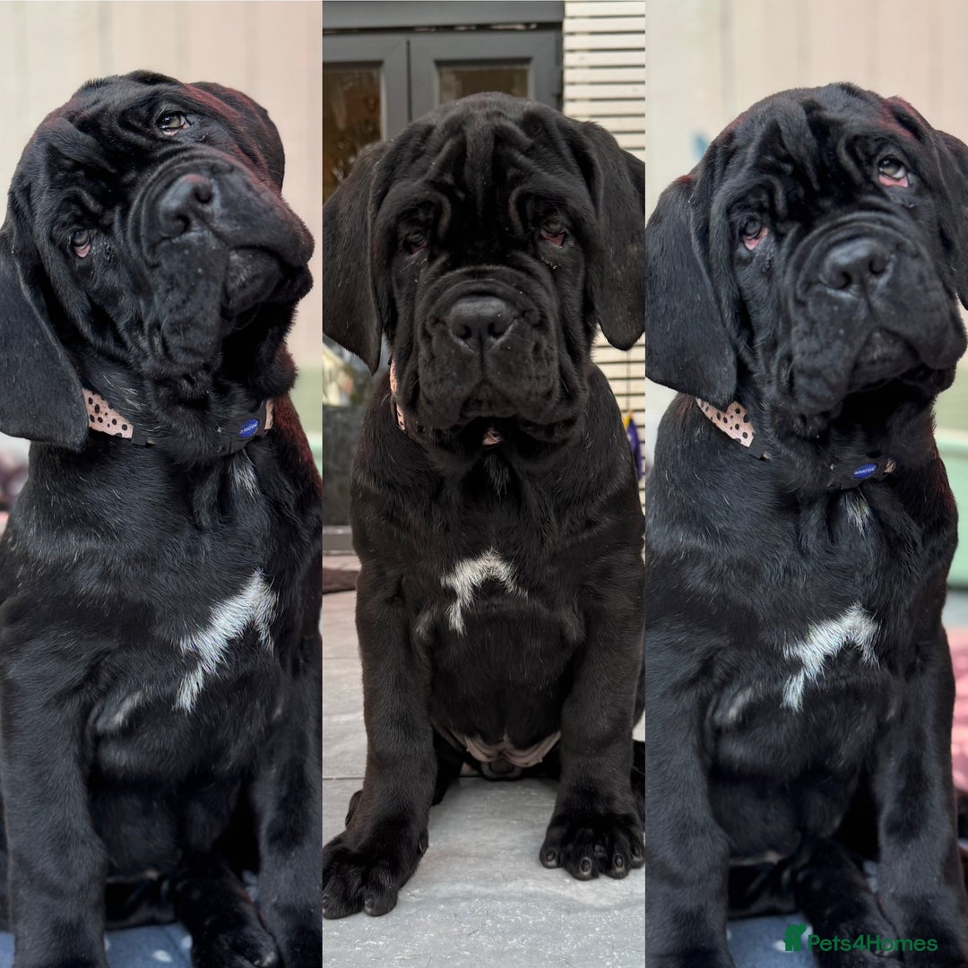 Neapolitan Mastiff dogs for sale: 2 black female Neapolitan mastiff puppies  - Advert 7