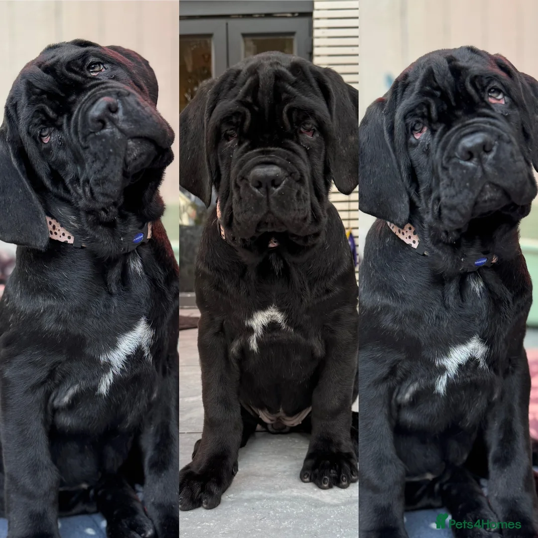Neapolitan Mastiff dogs for sale: 2 black female Neapolitan mastiff puppies  - Advert 7