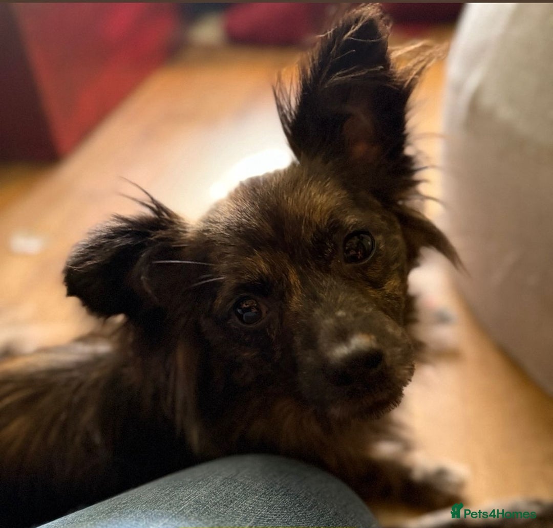 Mixed Breed dogs for adoption: 💖🐶 TWIGGY – A Happy Little Spirit🐶💖 - Image 24