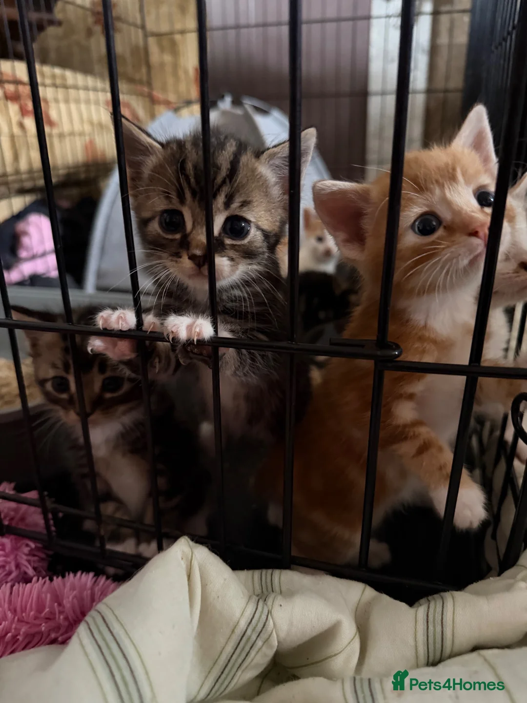 Mixed Breed cats for sale: Beautiful kittens - Advert 7