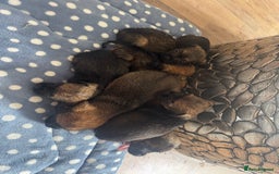 Border Terrier dogs for sale: Beautiful litter of 7 border terrier puppies KC  - Image 8