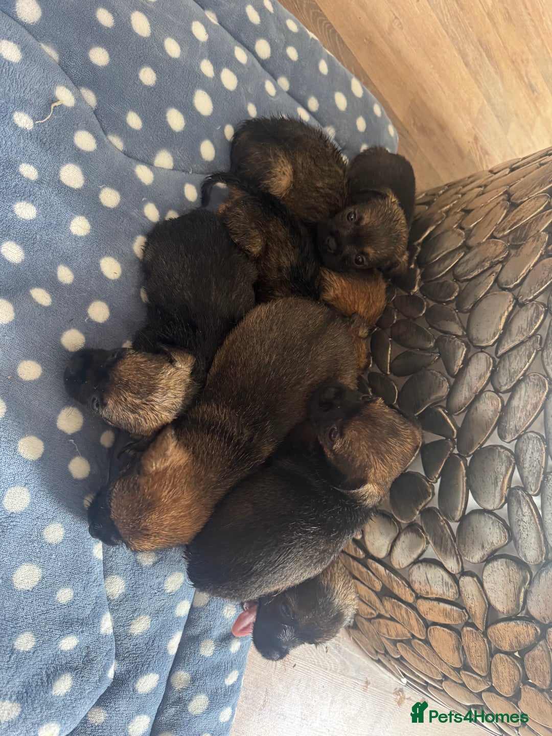 Border Terrier dogs for sale: Beautiful litter of 7 border terrier puppies KC  - Image 8