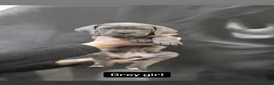 Puppy 5