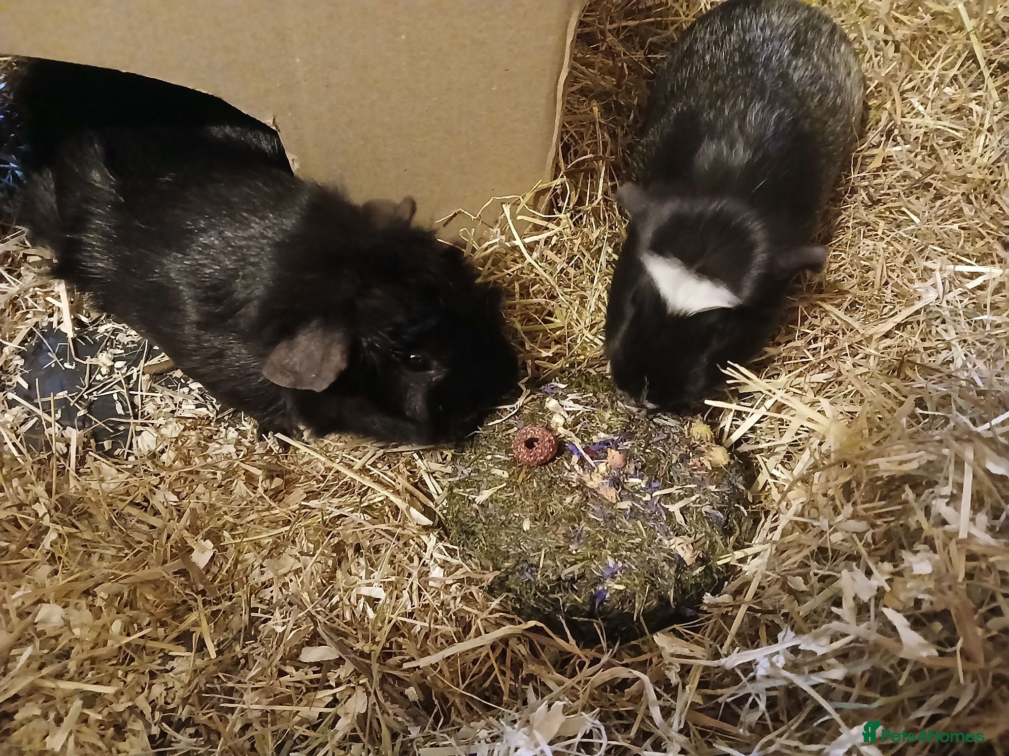 Guinea Pig rodents Pair of Male Boars.  - Advert 3