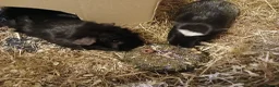 Guinea Pig rodents for sale: Pair of Male Boars.  in Rugby - Advert 1