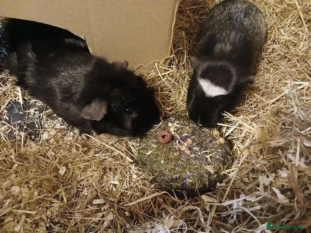 Guinea Pig rodents for sale: Pair of Male Boars.  in Rugby - Advert 1