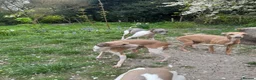 Italian Greyhound dogs for sale: Selling my adult dogs  - Advert 5
