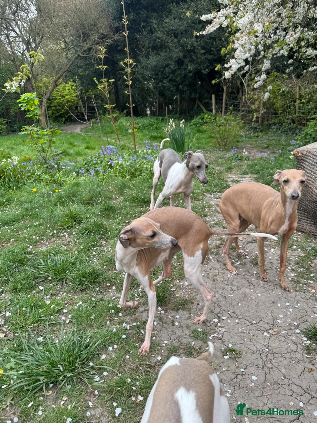 Italian Greyhound dogs for sale: Selling my adult dogs  - Advert 5