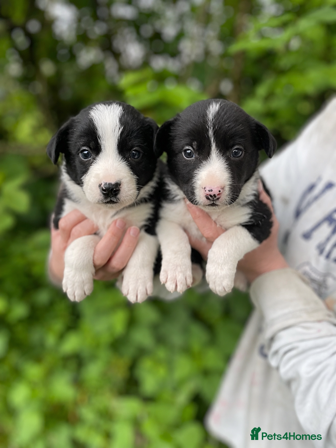 Border Collie dogs ☀️Stunning Border Collie Puppies☀️ - Advert 3