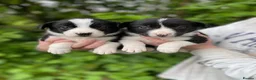 Border Collie dogs for sale: ☀️Stunning Border Collie Puppies☀️ - Advert 1
