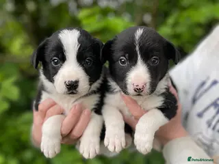 Border Collie dogs ☀️Stunning Border Collie Puppies☀️ - Advert 3