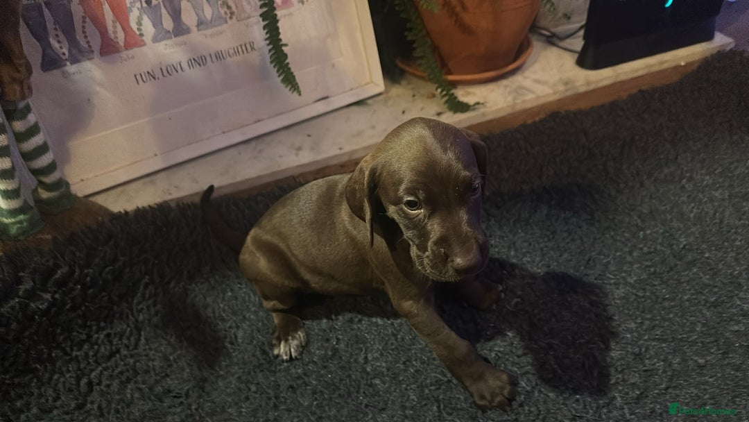 German Shorthaired Pointer dogs for sale: German shorthaired pointer pups - Advert 16