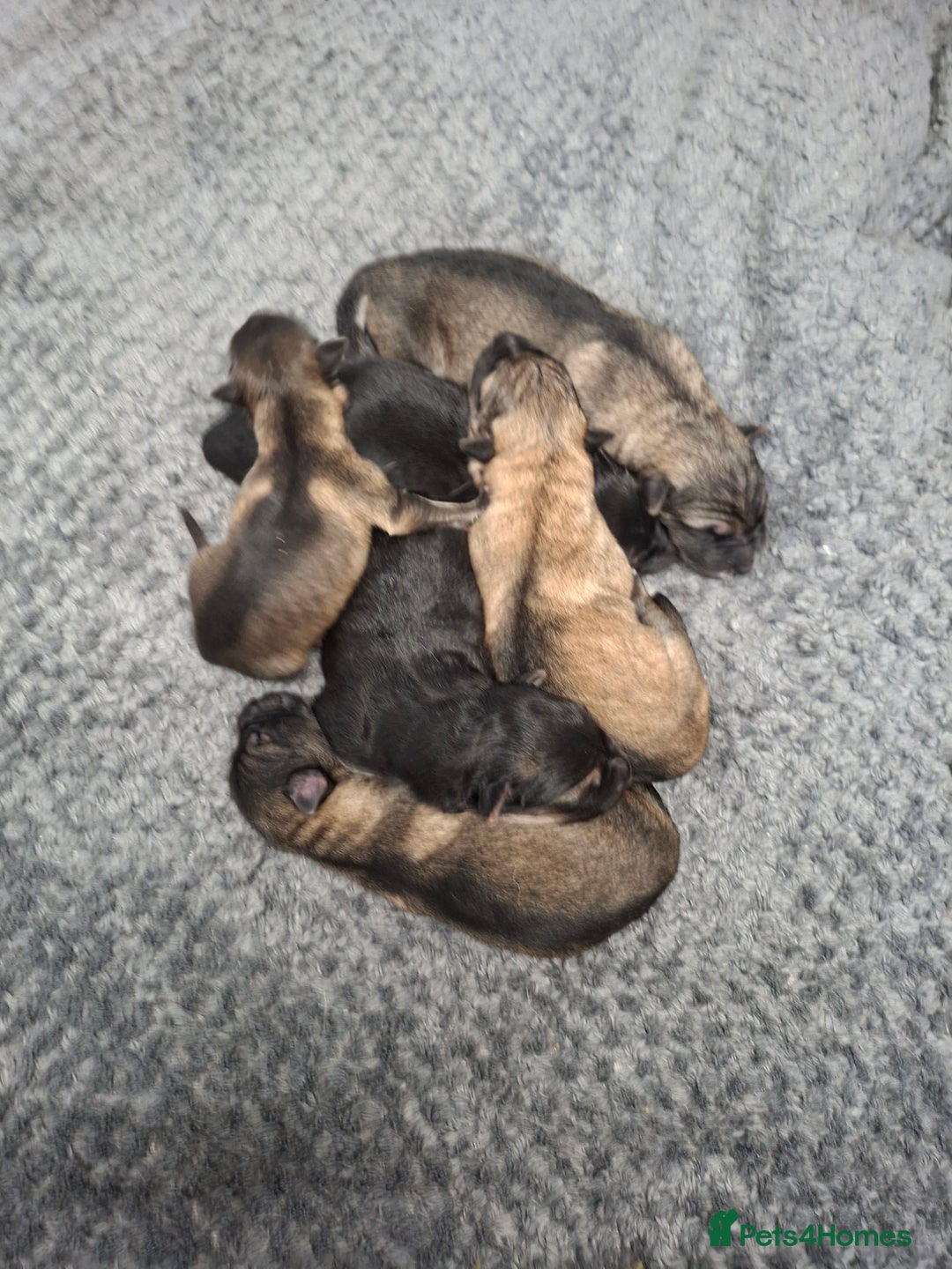 German Shepherd dogs for sale: German shepherd pups 🐶  - Image 10