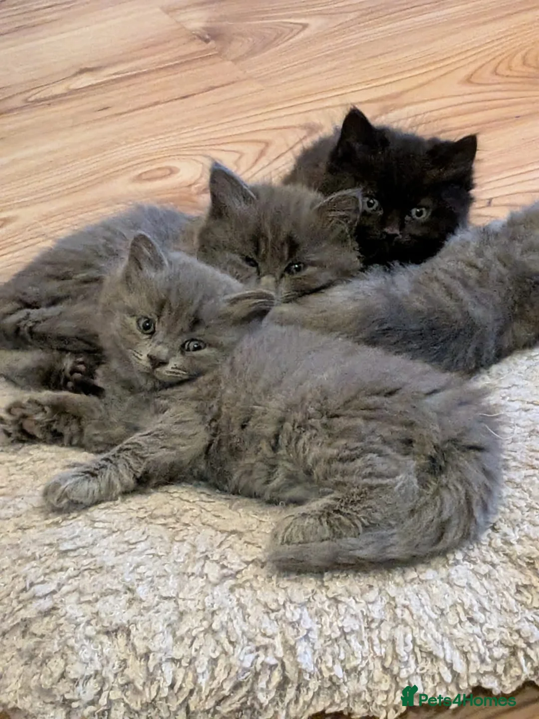 Russian Blue cats for sale: Russian Blue x British Shorthair kittens - Advert 1
