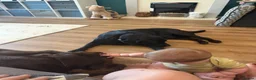 Labrador Retriever dogs for sale: Wonderful KC Chocolate Labrador Pups for Sale - Advert 9