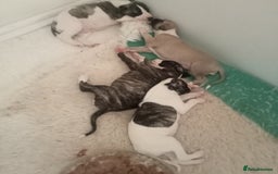 Whippet dogs for sale: Stunning whippet pups - Image 3