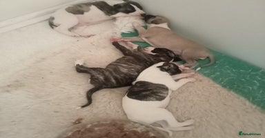 Whippet dogs - Advert 9