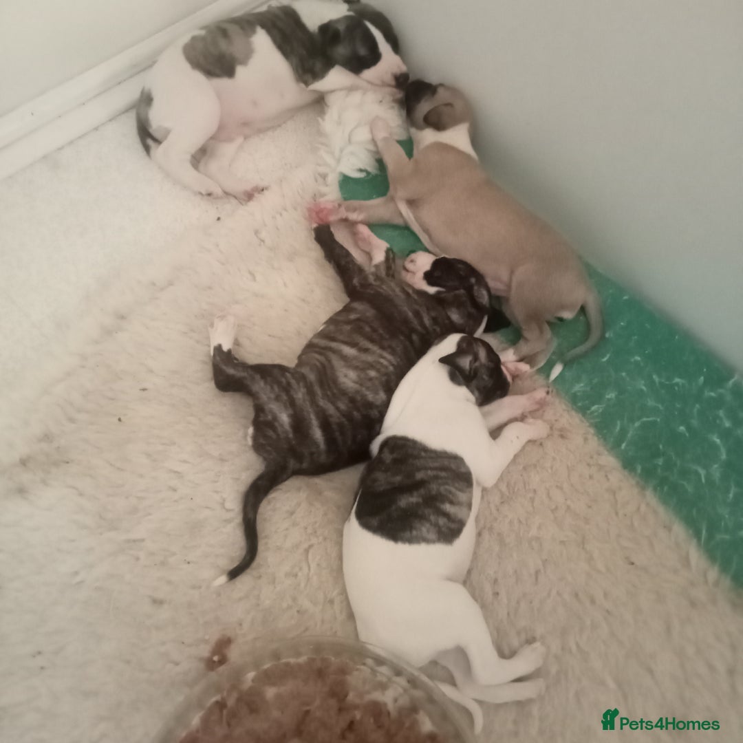 Whippet dogs for sale: Stunning whippet pups - Image 3