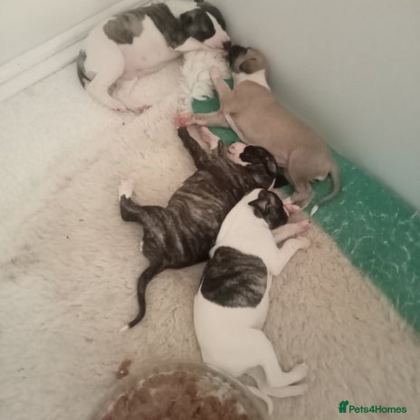 Whippet dogs - Advert 8