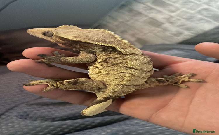 Gecko reptiles - Advert 15
