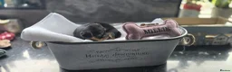 Yorkshire Terrier dogs for sale: Beautiful Yorkshire terrier puppies  in Manchester - Advert 9