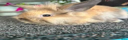Lionhead rabbits for sale: 🦋Pure breed Teddy lionheads 🦋 - Advert 20