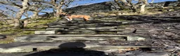 Mixed Breed dogs for sale: Nala - beautiful family dog  - Advert 4