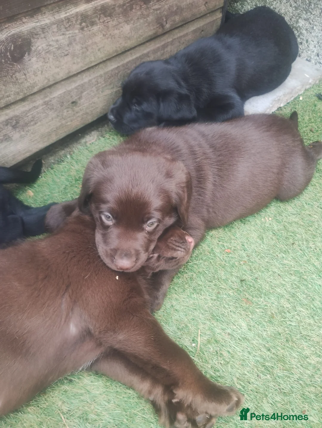 Cockerdor dogs for sale: Strong, Healthy Cockerdor Puppies in Whitchurch - Advert 13