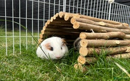 Guinea Pig rodents for sale: 4 guinea pigs  - Image 4