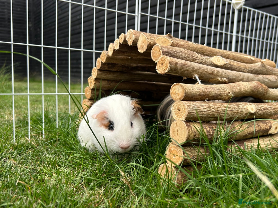 Guinea Pig rodents for sale: 4 guinea pigs  - Image 4