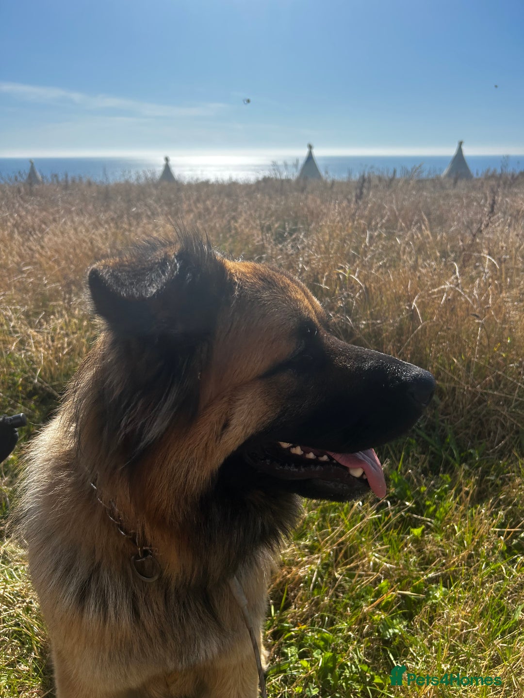 Mixed Breed dogs for sale: 2 year old German shepherd x chow - Image 3
