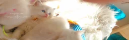 Ragdoll cats for sale: Beautiful Ragdoll kittens 😻😻😻😻 - Advert 11