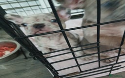 French Bulldog dogs for sale: Stocky frenchys 🏡😍 - Image 6