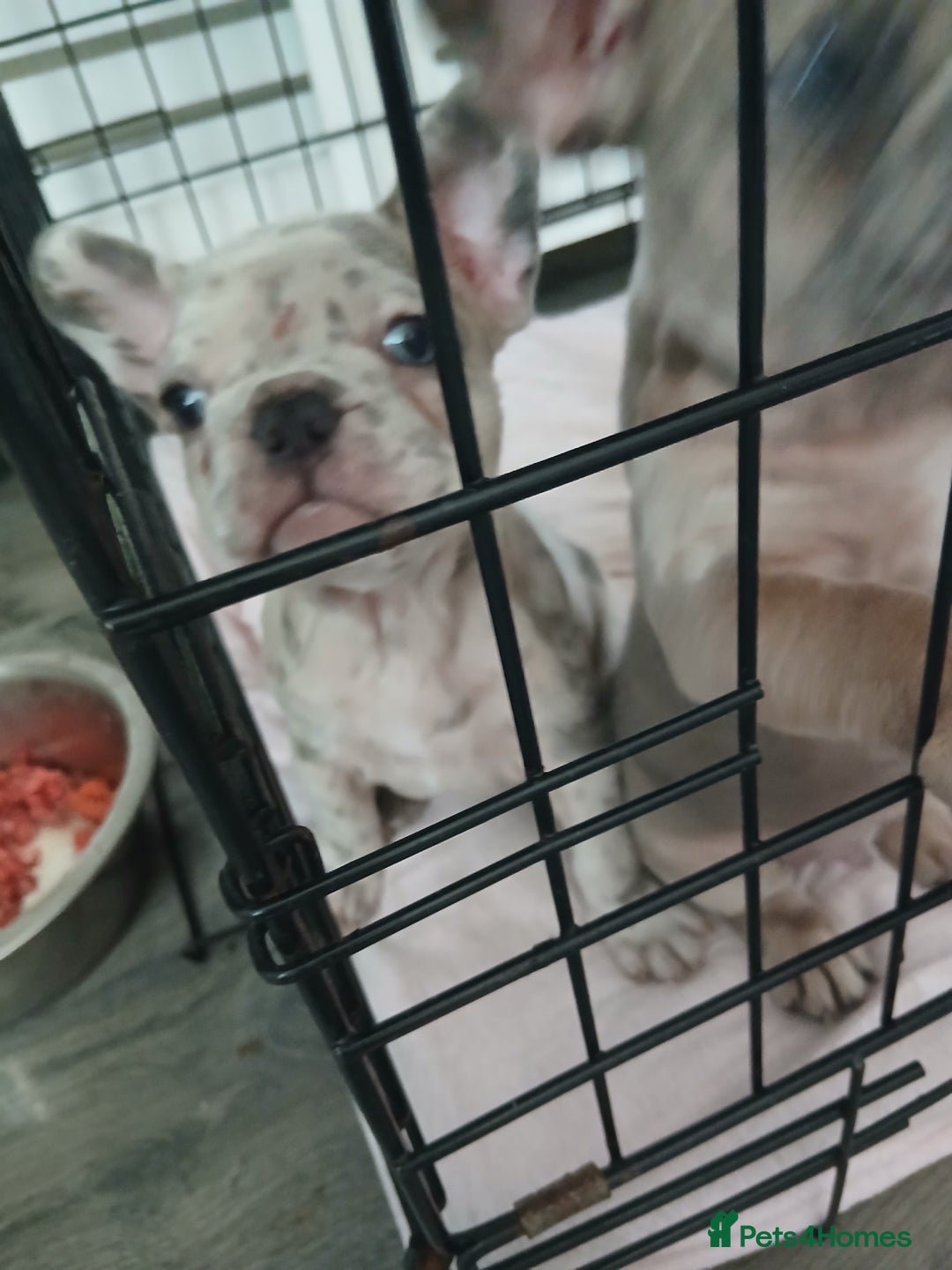 French Bulldog dogs for sale: Stocky frenchys 🏡😍 - Image 6
