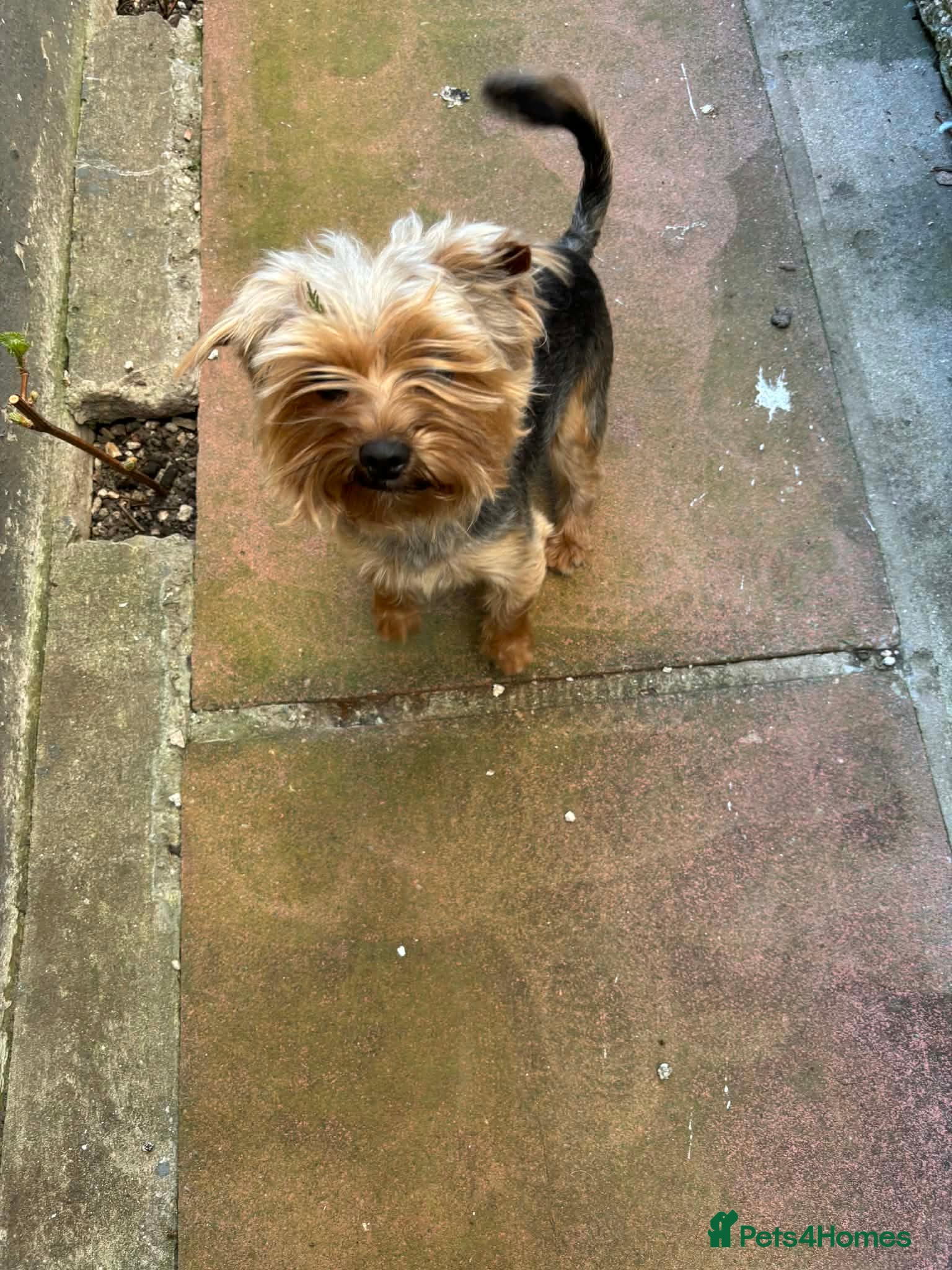 Yorkshire Terrier dogs Lovely yorkshire terrier boy - Advert 1