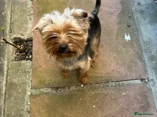 Yorkshire Terrier dogs Lovely yorkshire terrier boy - Advert 1