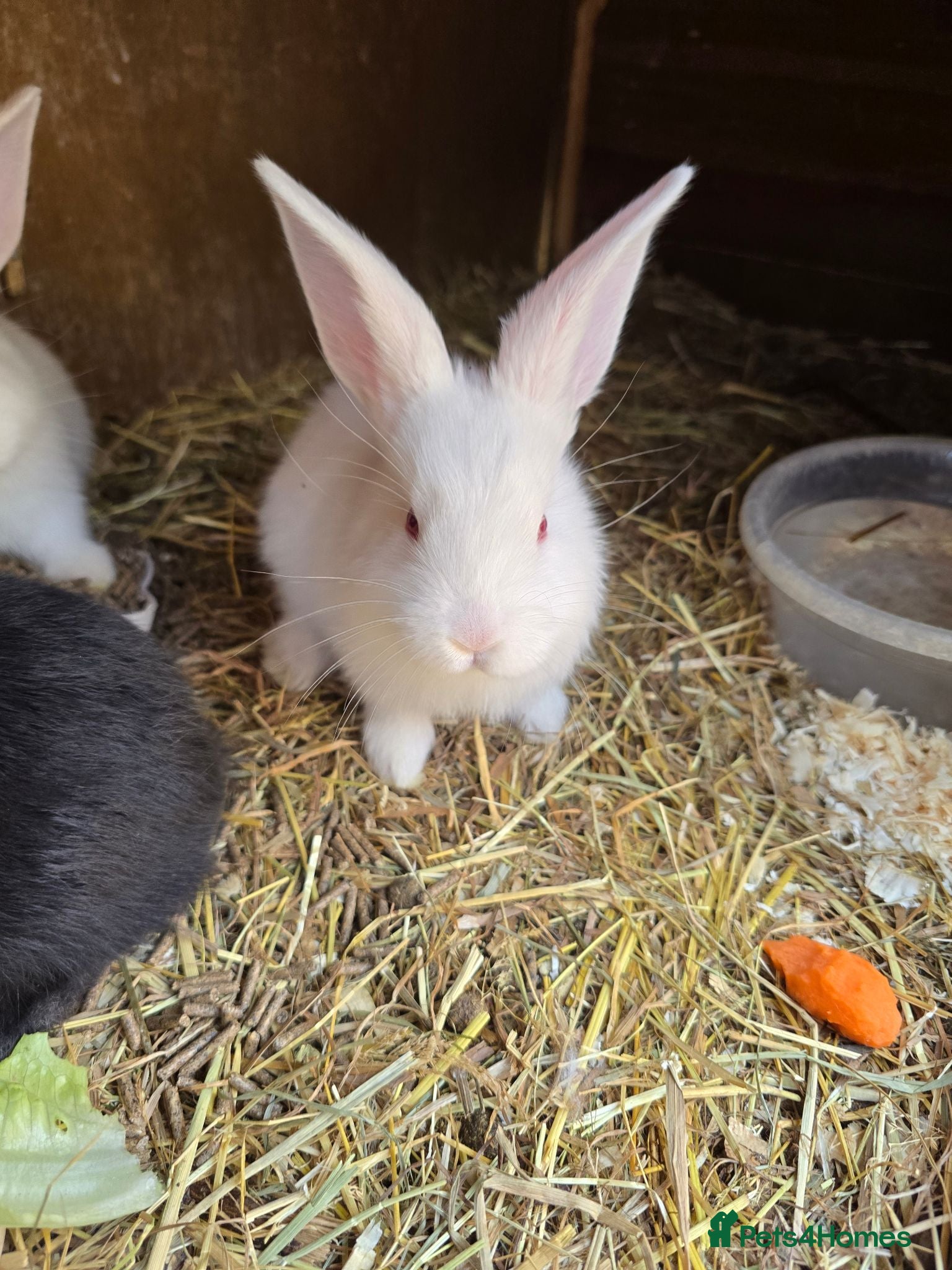 Continental Giant rabbits Continental Giant Rabbit Kits Bookings Now Open 🐰 - Advert 1