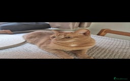 British Shorthair cats for sale: 2 loving cats in Scarborough - Image 7