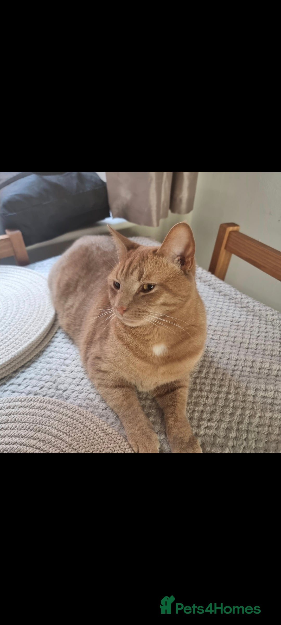 British Shorthair cats for sale: 2 loving cats in Scarborough - Image 7