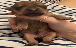 Mixed Breed dogs for sale: Doxie poo puppies - Image 11
