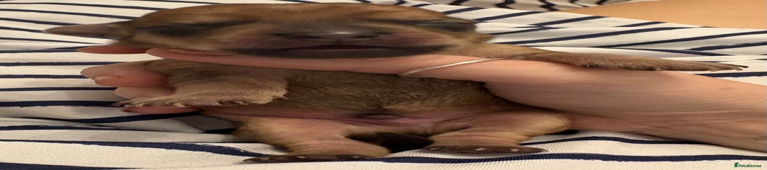 Mixed Breed Puppy 1