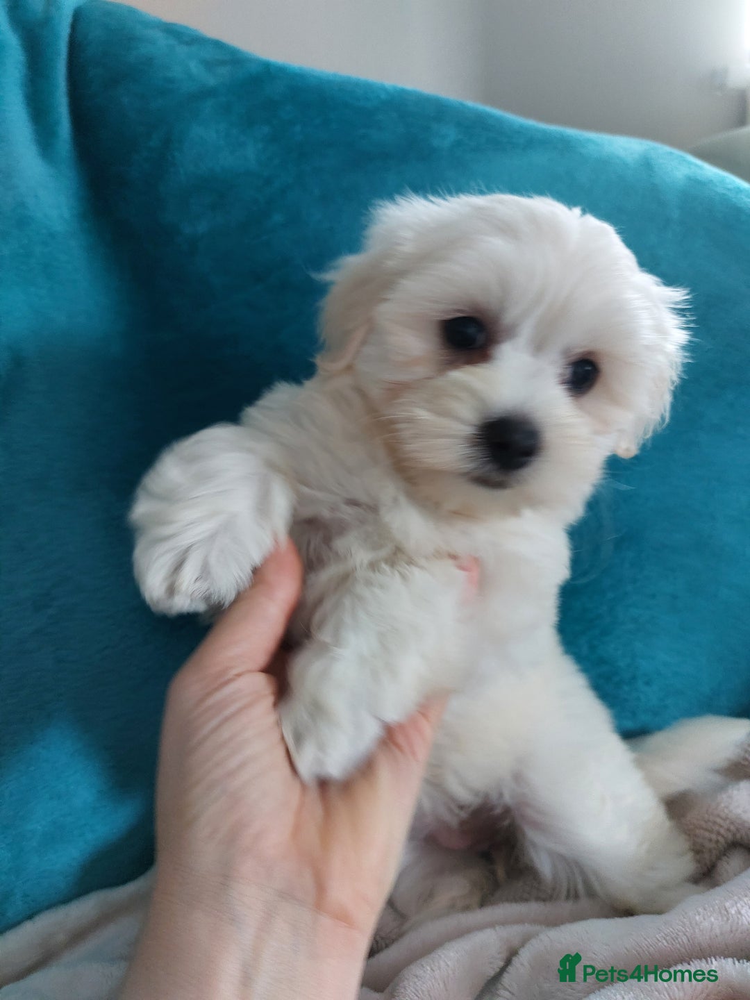 Maltese dogs for sale: 💝Adorable Puppy Looking for a Loving Forever Home - Image 5