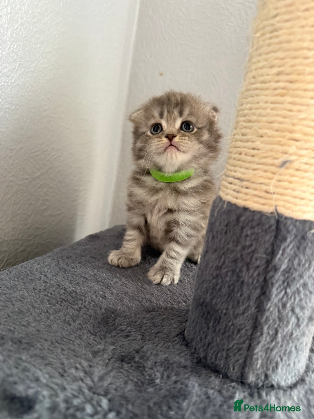 Scottish Fold cats for sale: Scottish fold kittens  - Image 20