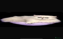 Persian cats for sale: Italian Persian chinchilla kittens♥️🐾 - Image 31