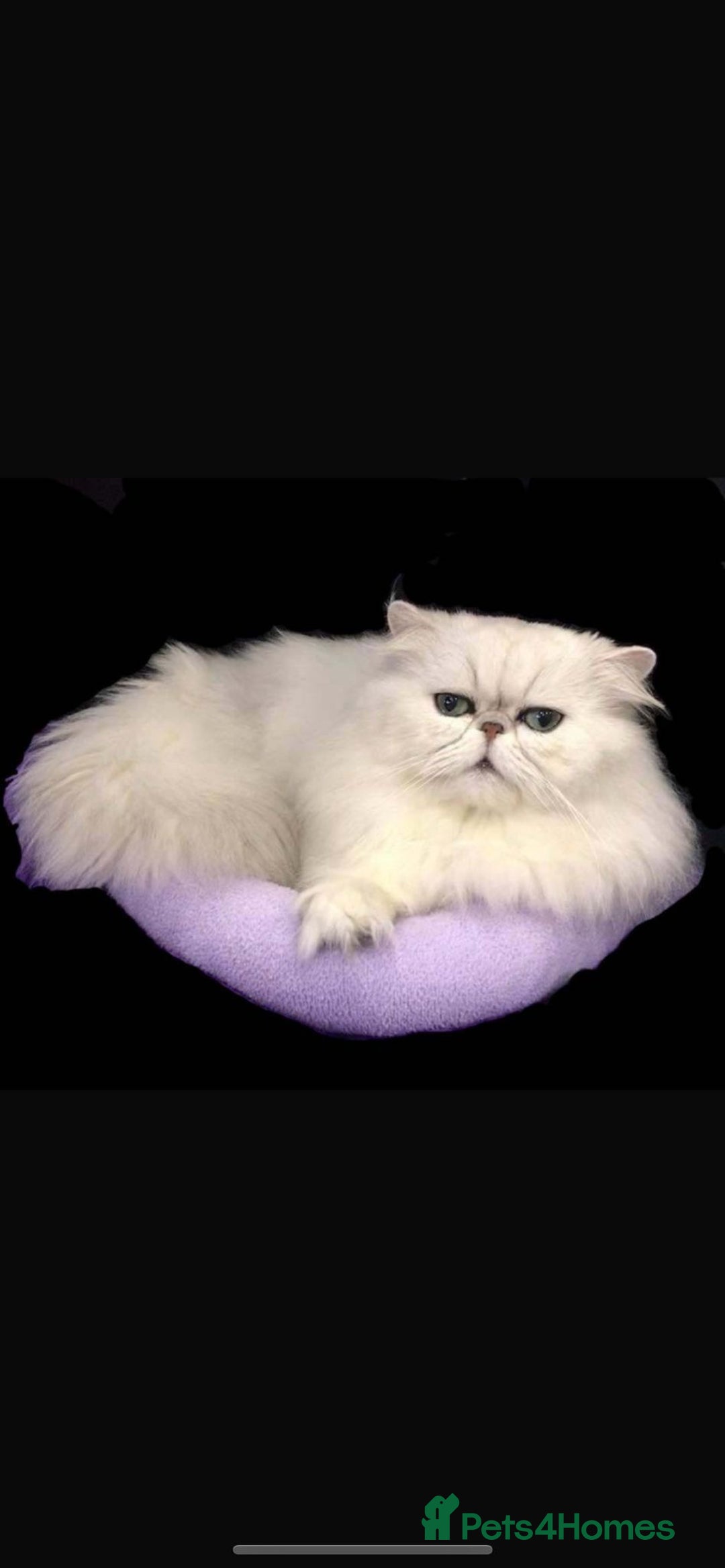 Persian cats for sale: Italian Persian chinchilla kittens♥️🐾 - Image 31