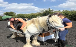 Dales horses for sale: Unreg dales x cob mare - Image 5