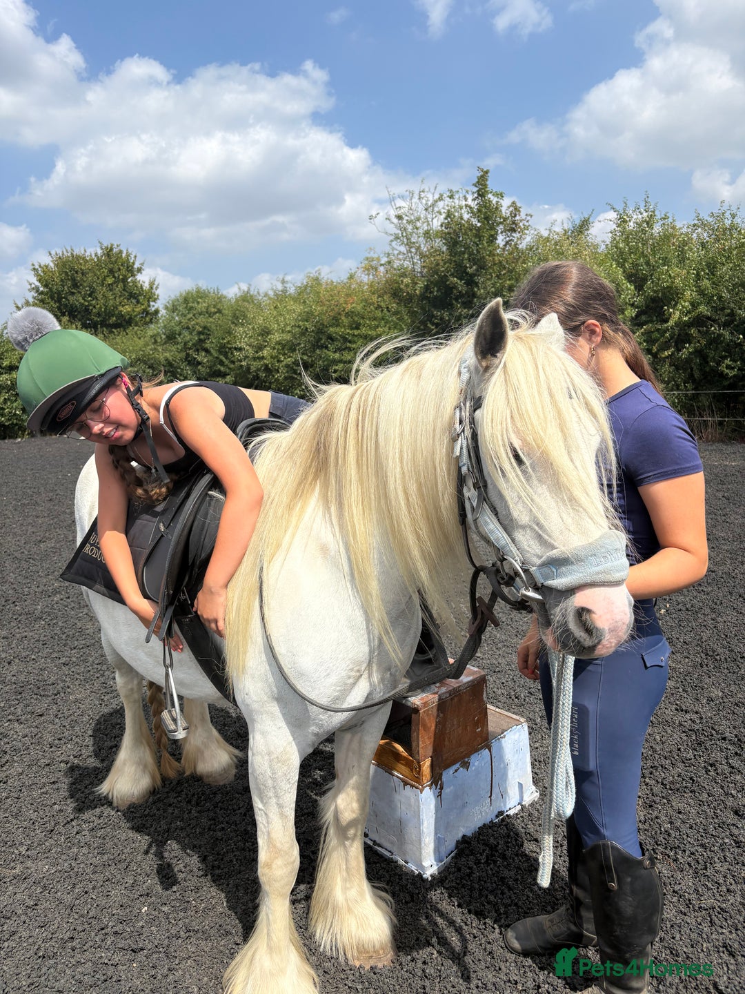 Dales horses for sale: Unreg dales x cob mare - Image 5
