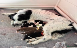 Sprollie dogs for sale: 7 Sprollie X Border Collie pups - Image 8