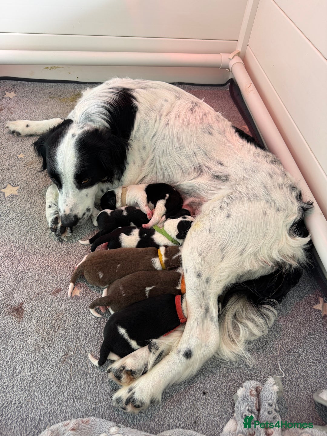 Sprollie dogs for sale: 7 Sprollie X Border Collie pups - Image 8
